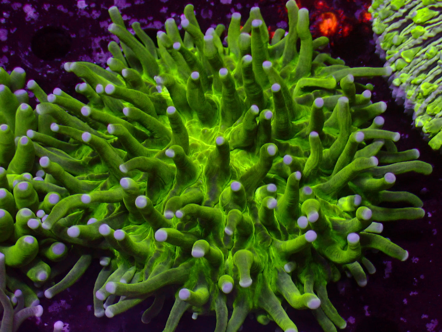 Heliofungia "Toxic Green" | WYSIWYG