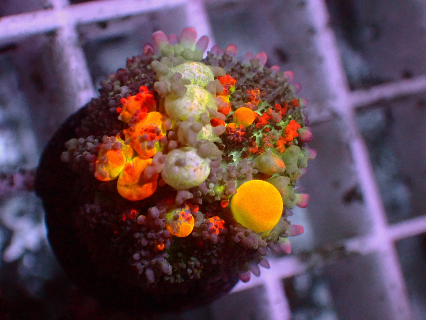 OG Bounce Mushroom | WYSIWYG