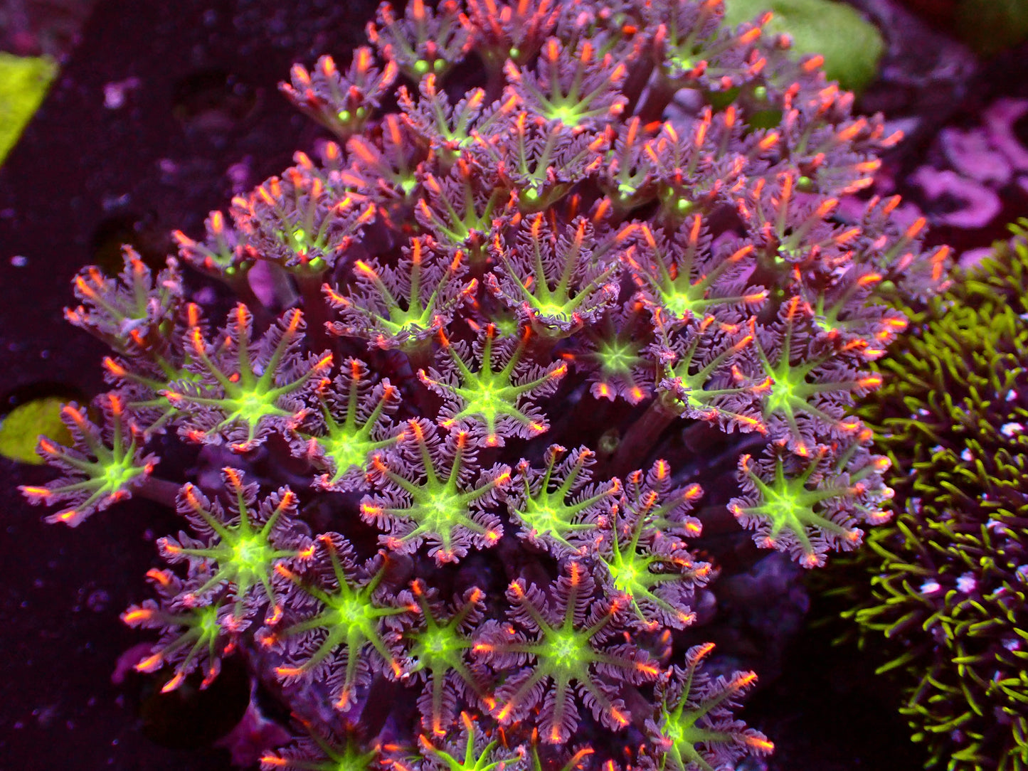 Ultra Tricolor Clavularia | WYSIWYG