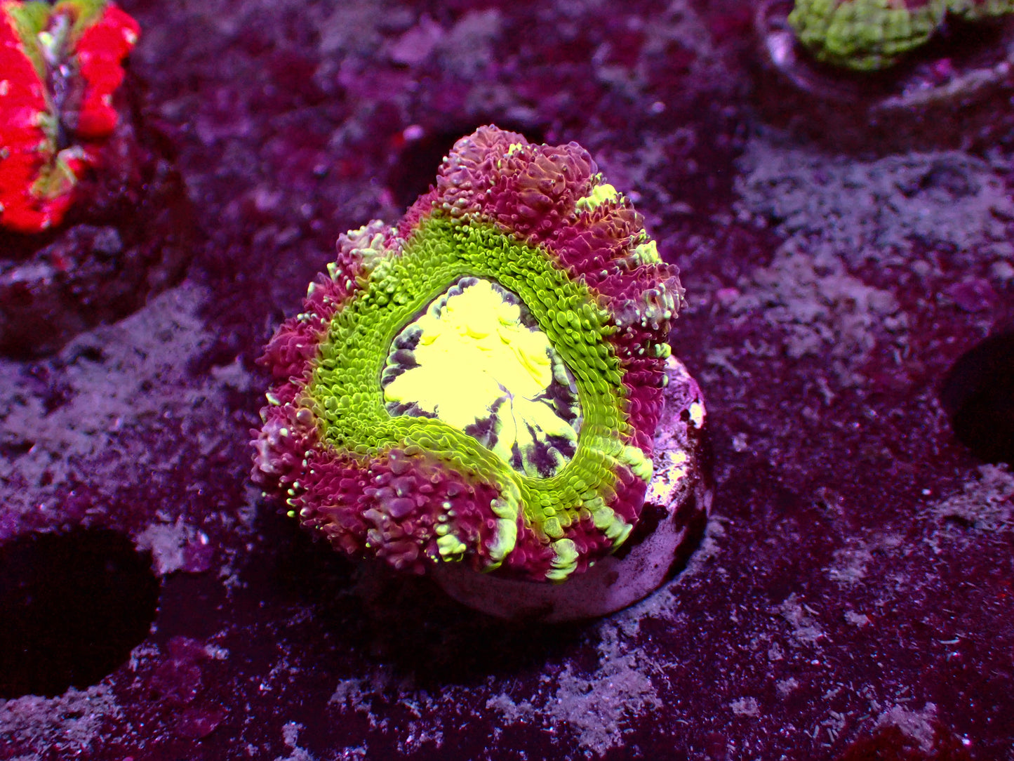 Crazy Asian Acan | WYSIWYG