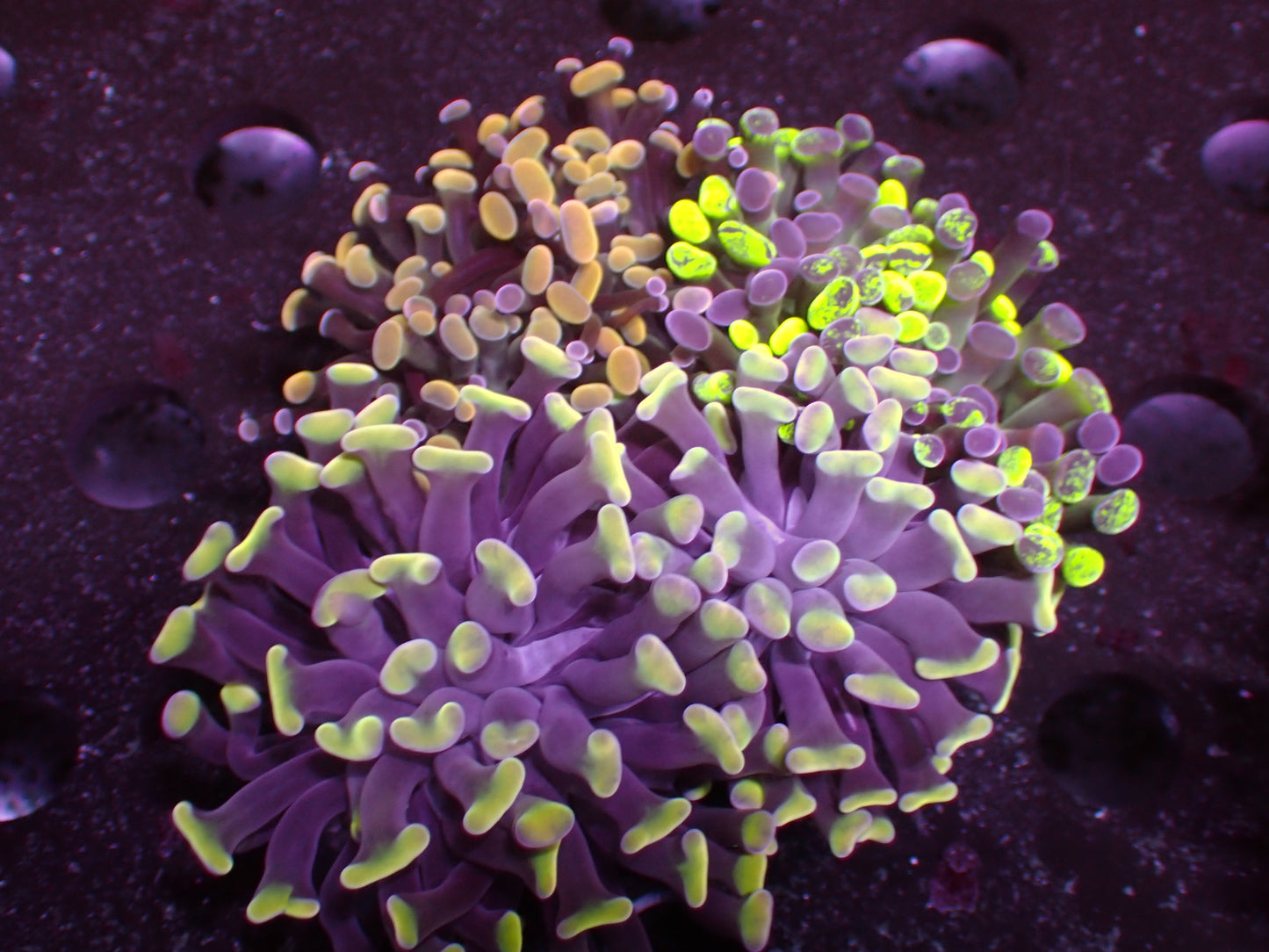 Mix Hammer Garden | WYSIWYG