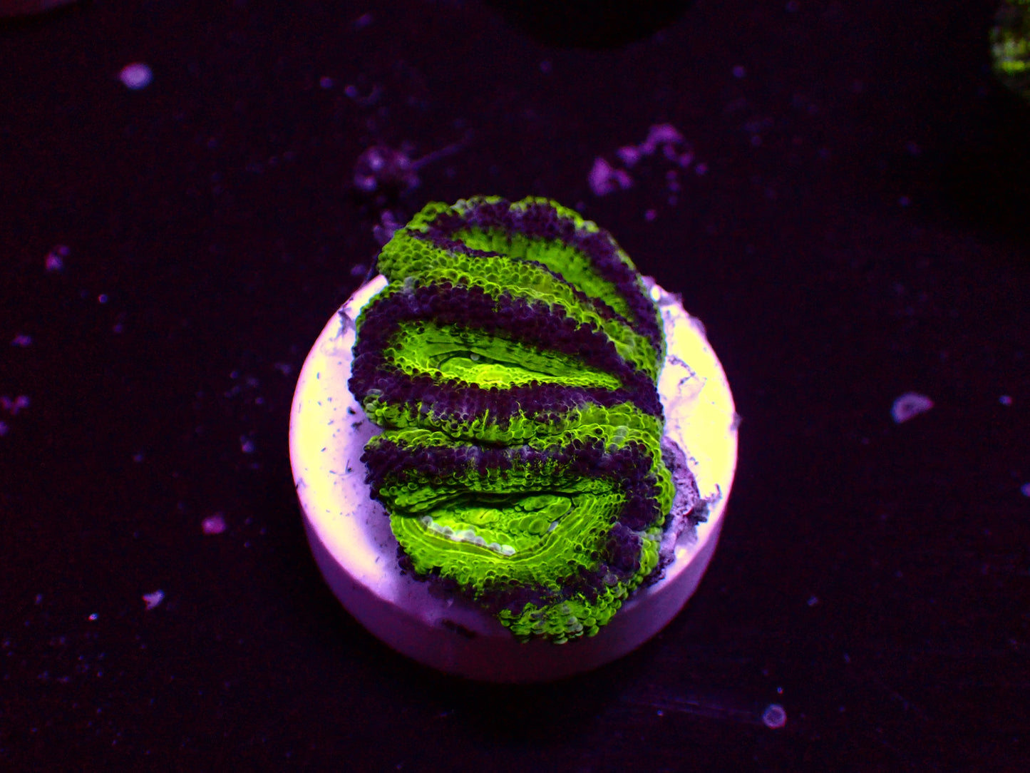 Asian Acan "Ultra UFO" | WYSIWYG