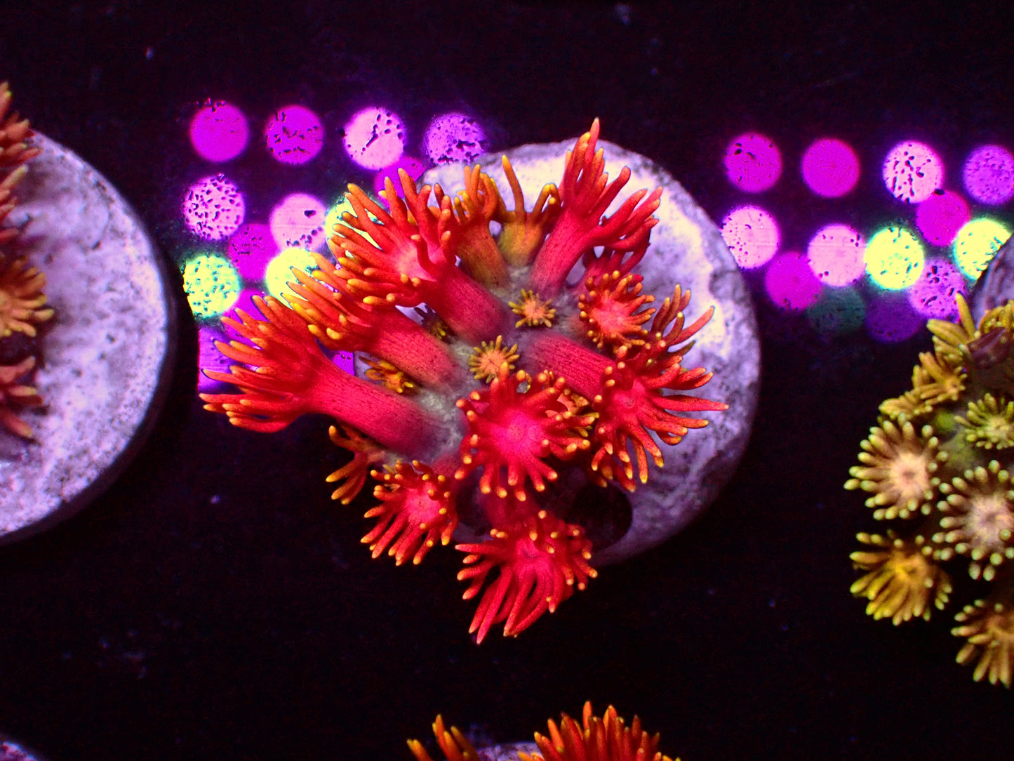 PR Rainbow Inferno Goniopora | WYSIWYG