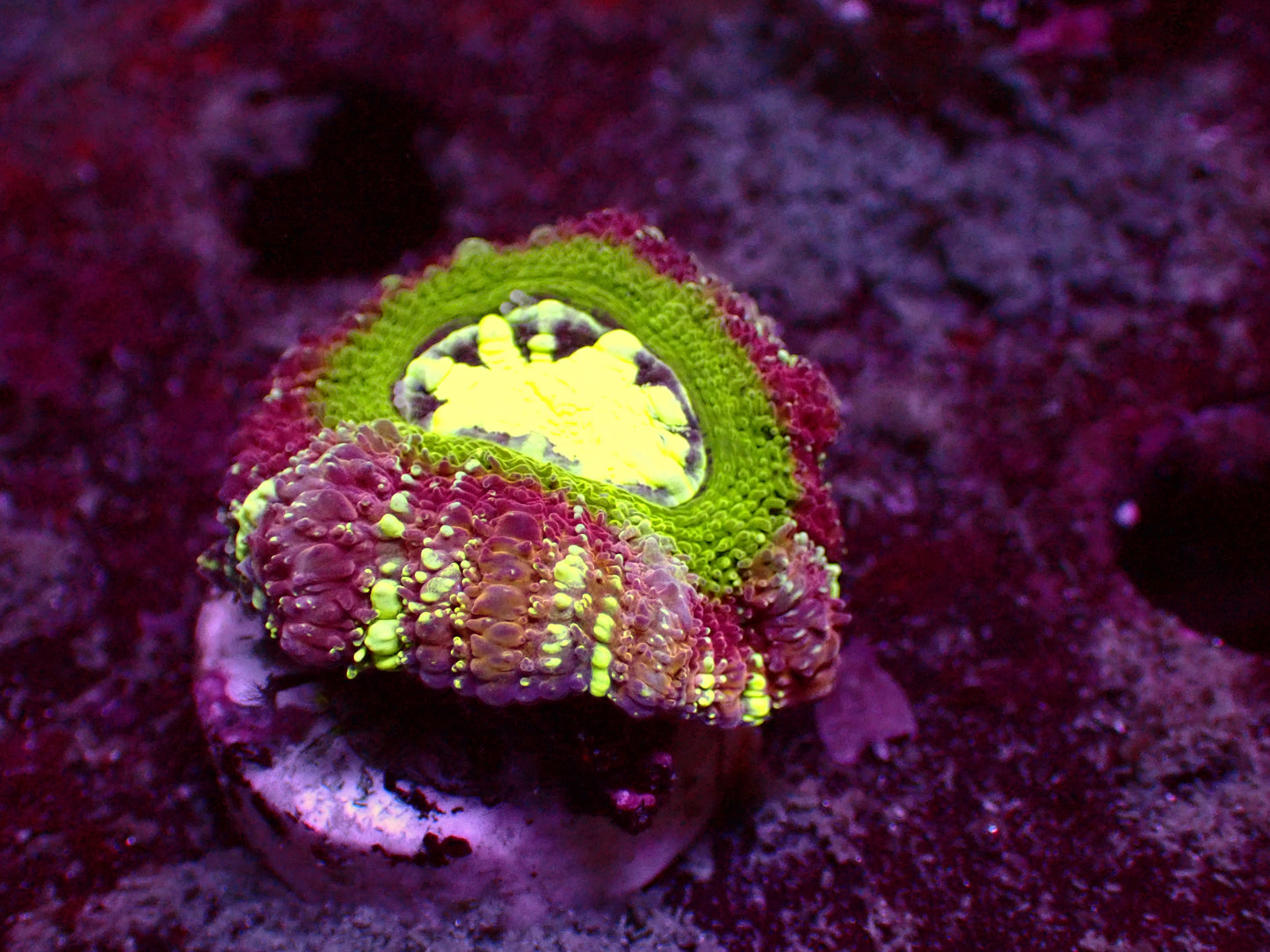 Crazy Asian Acan | WYSIWYG