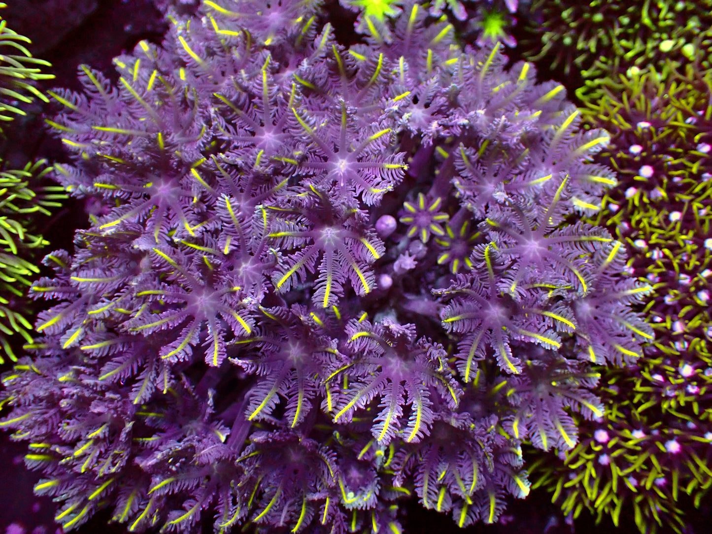 Yellow Tips Clavularia | WYSIWYG