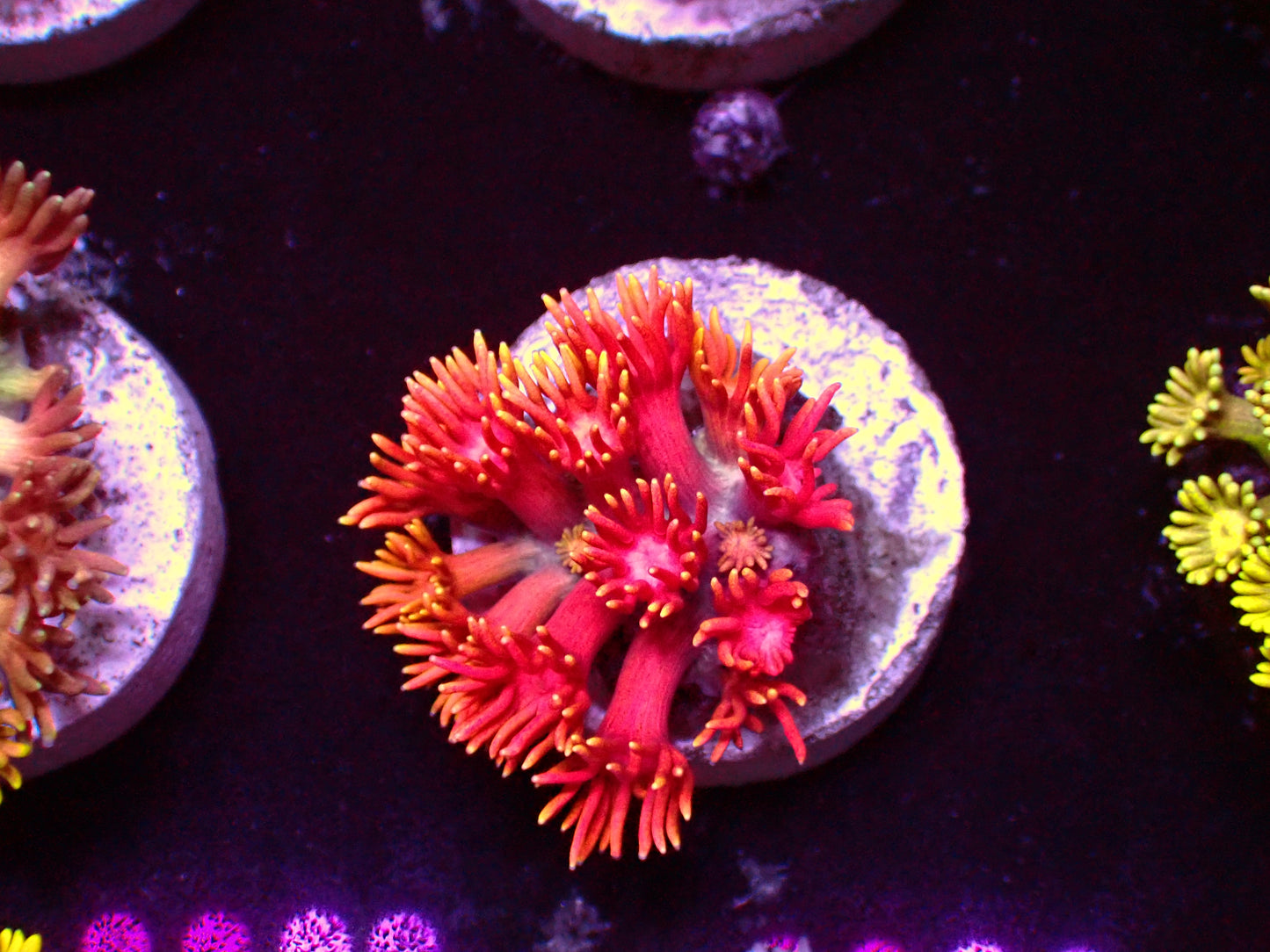 PR Rainbow Inferno Goniopora | WYSIWYG