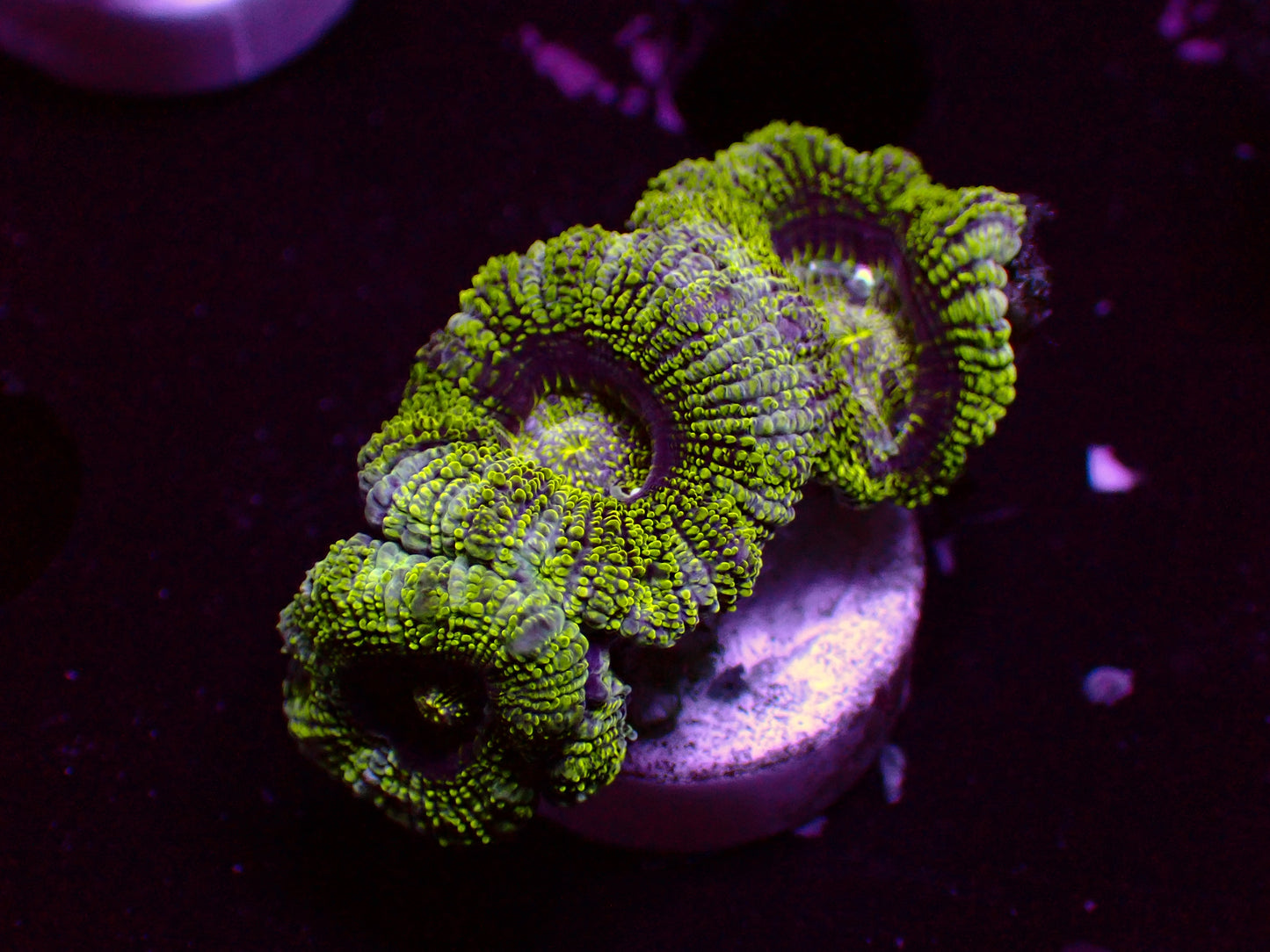 Asian Acan "Glitter" | WYSIWYG