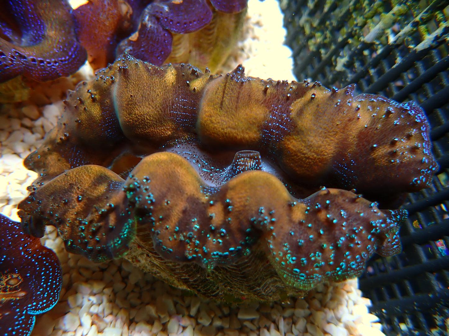 Tridacna Crocea "Gold/Blue" | WYSIWYG