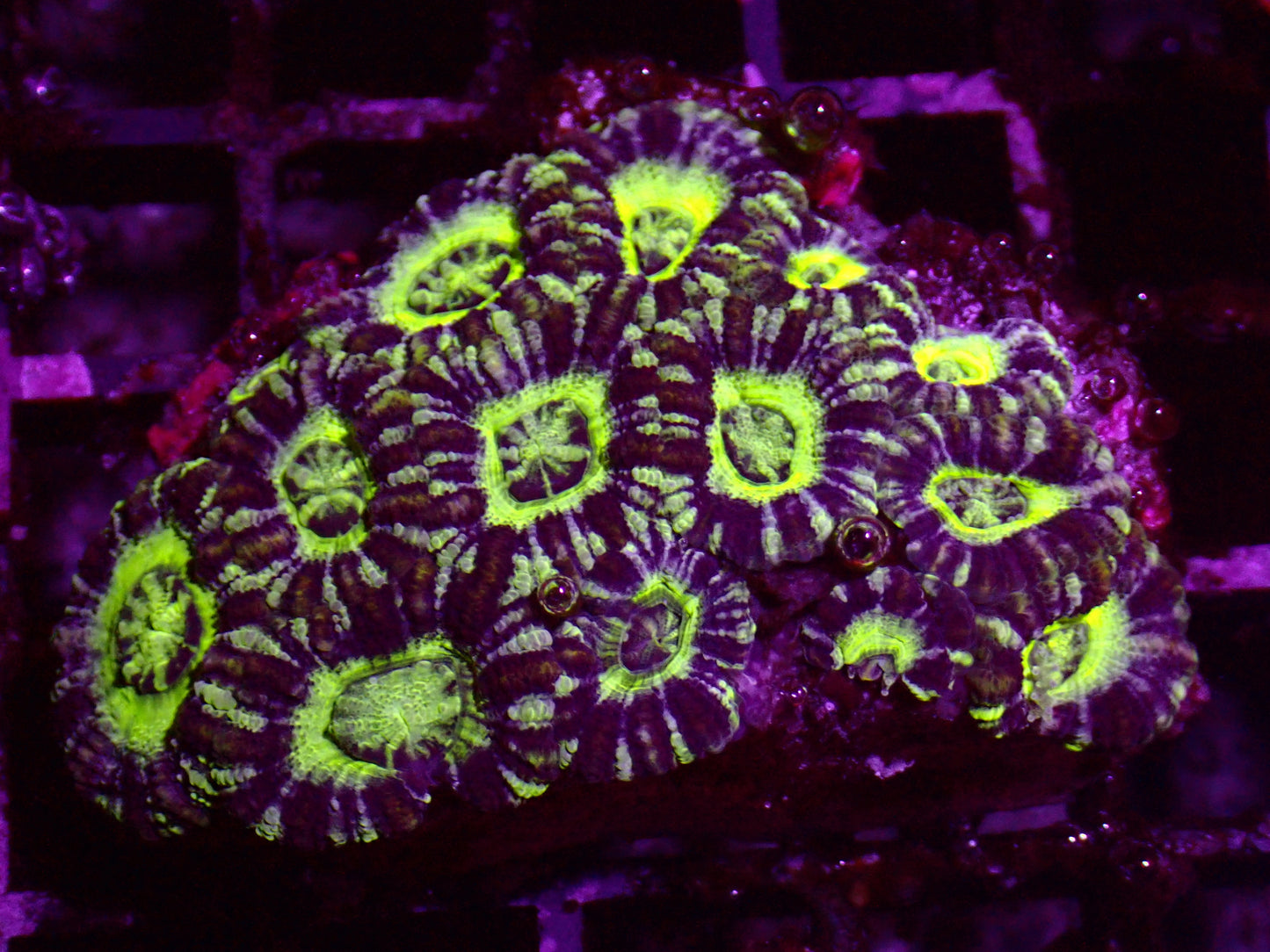 Asian Acan | Colony