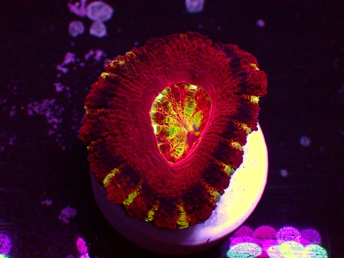 Asian Acan "Mastegrade" | Big Polyp