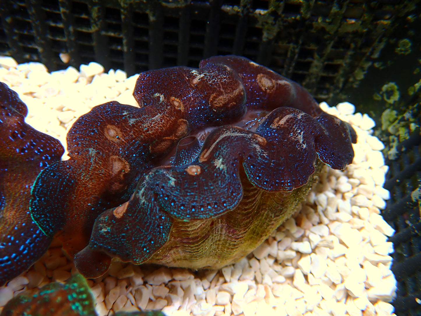 Tridacna Corcea "Gold Dots" | WYSIWYG