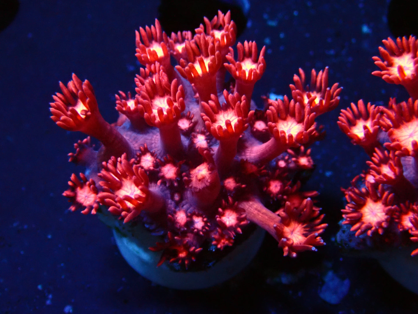 Goniopora "Red/Pink" | WYSIWYG