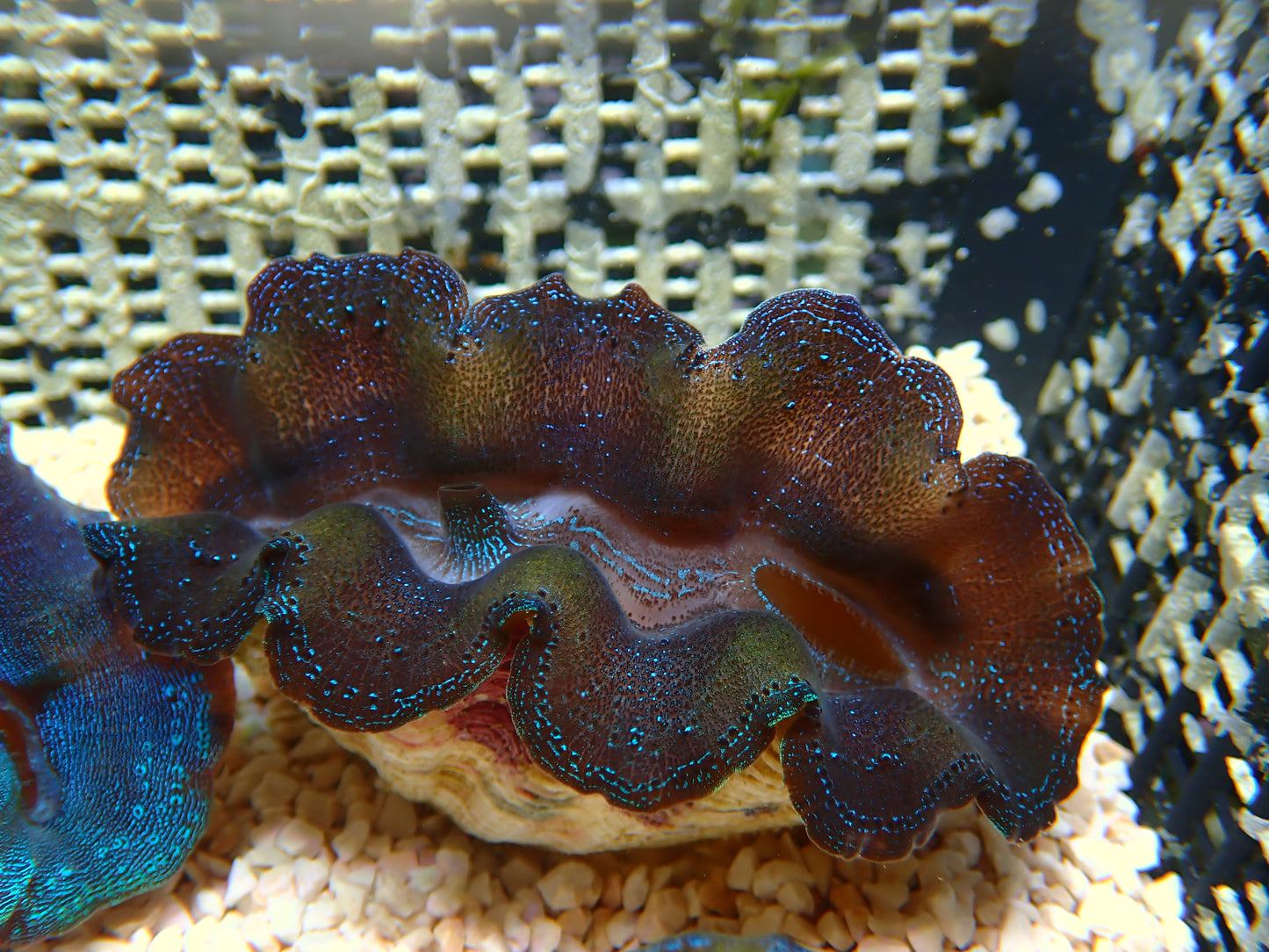Tridacna Crocea "Gold/Blue" | WYSIWYG