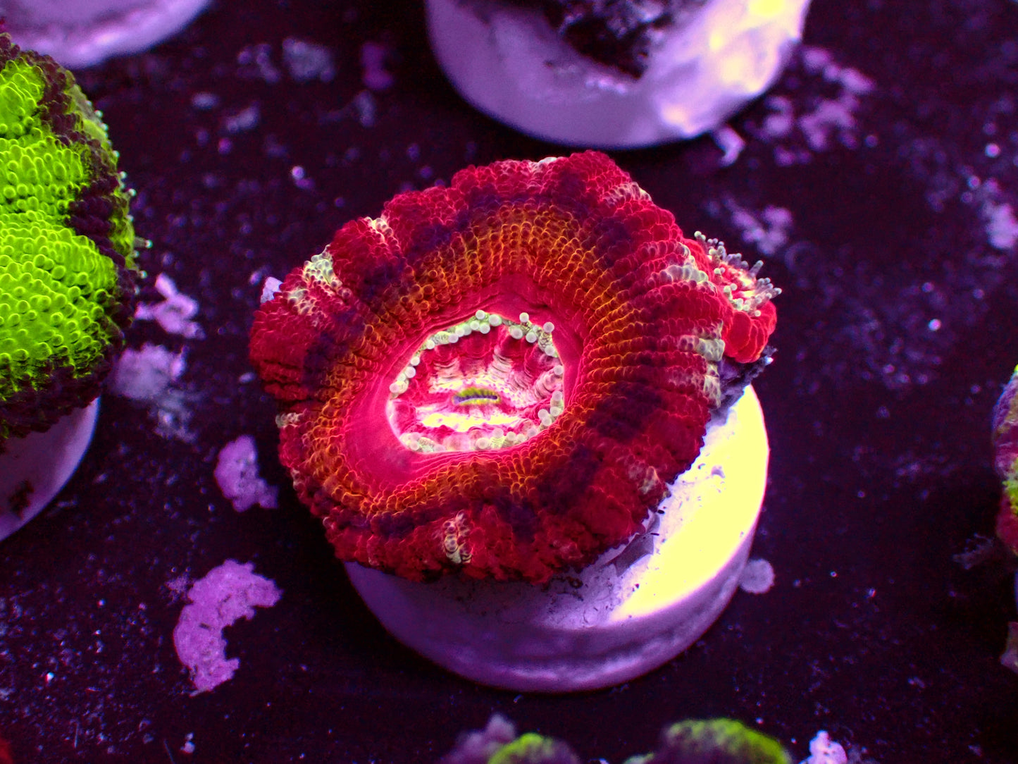 Asian Acan "Mastergrade" | WYSIWYG