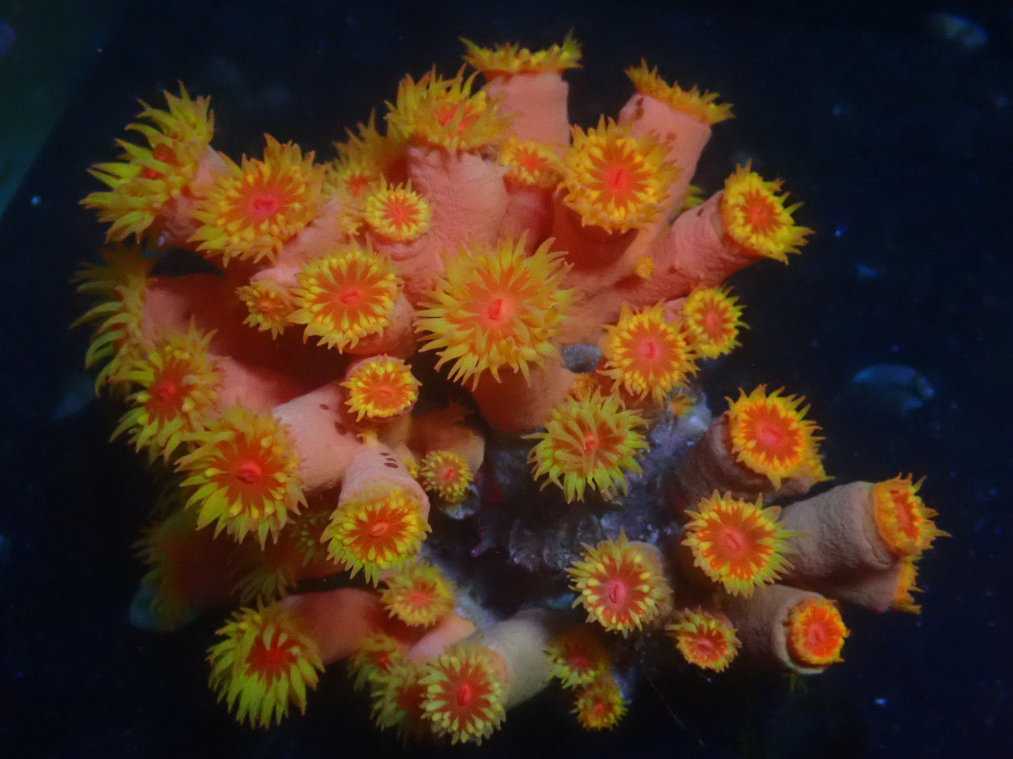 Tubastrea "Suncoral" | XXL