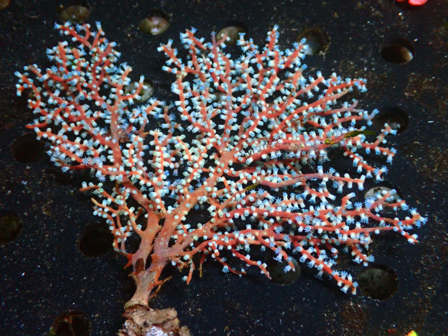 Acalycigorgia "Blueberry Gorgonia" | WYSIWYG