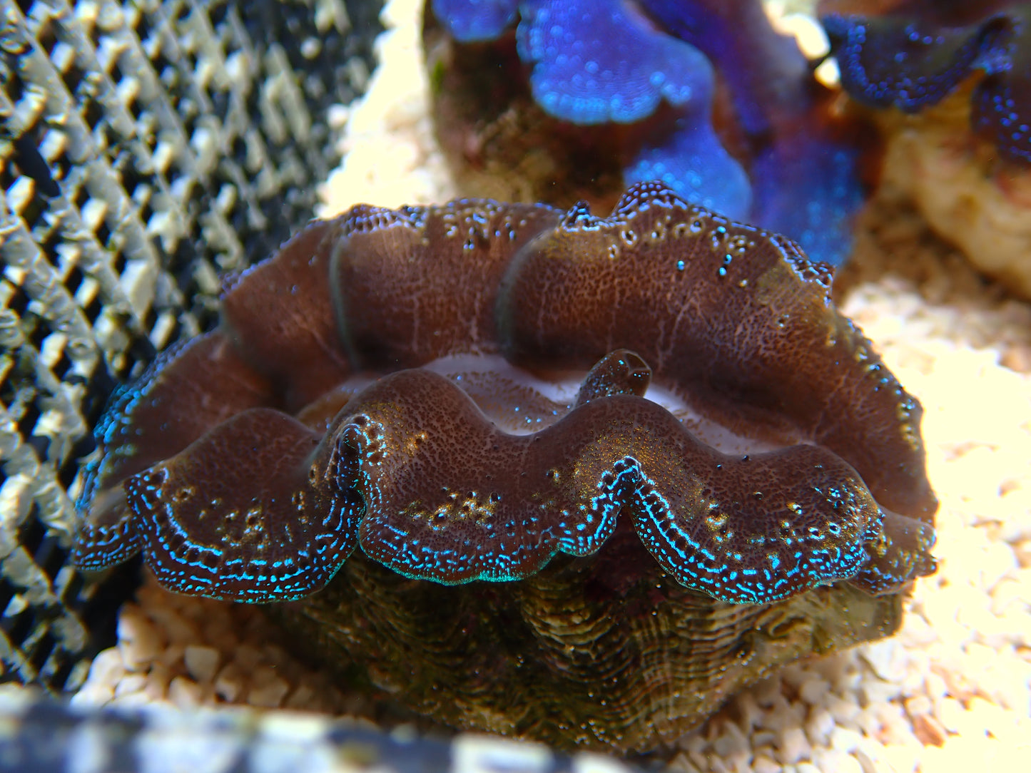 Tridacna Crocea "Special" | WYSIWYG