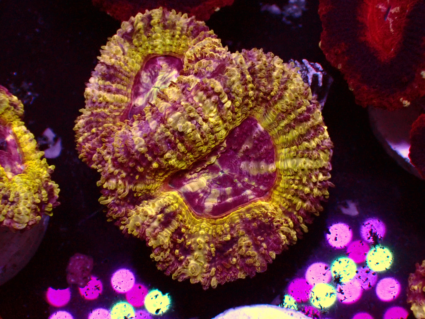 Gold Nugget Asian Acan | WYSIWYG