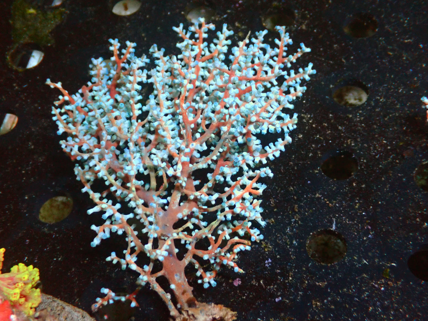 Acalycigorgia "Blueberry Gorgonia" | WYSIWYG