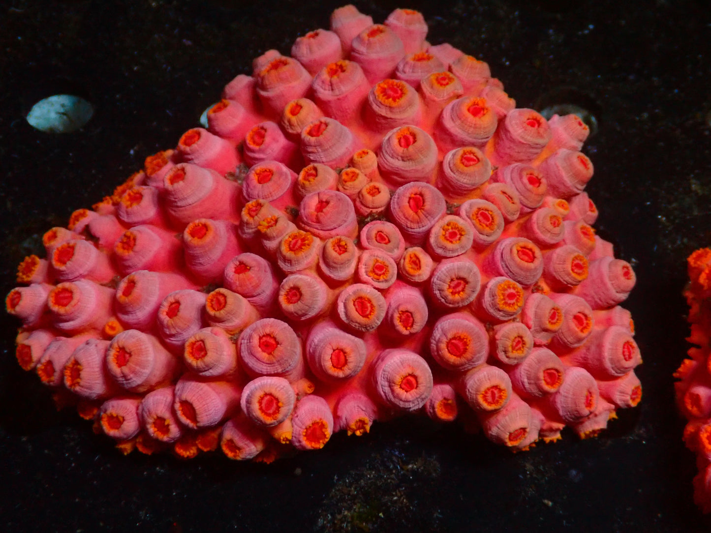 Tubastrea "Suncoral" | WYSIWYG