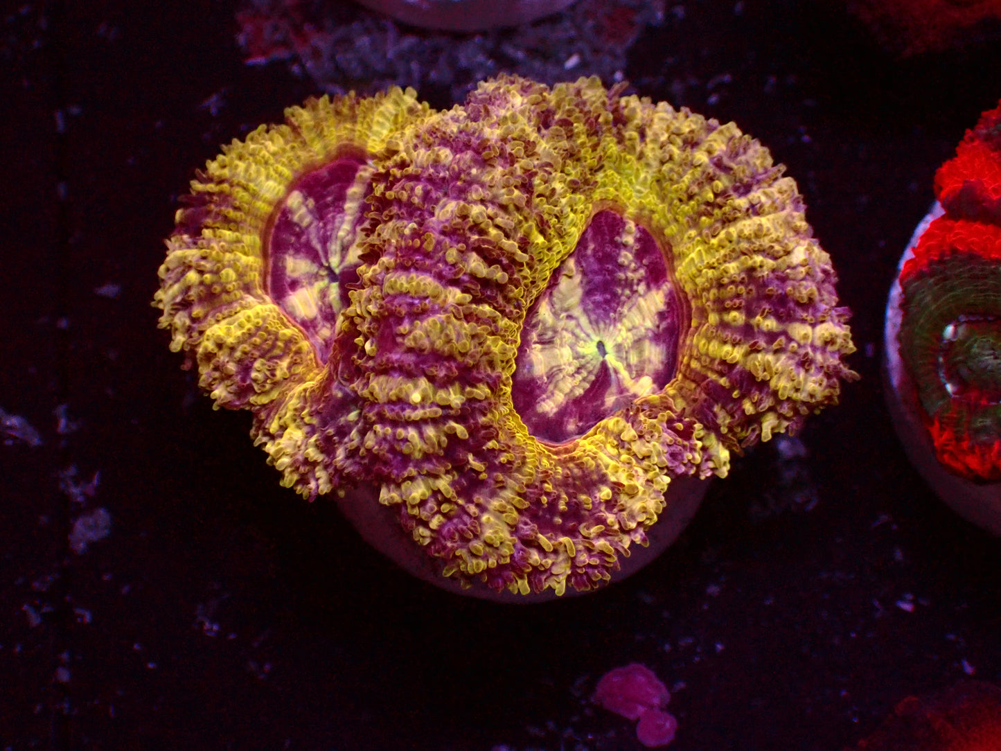 Gold Nugget Asian Acan | WYSIWYG