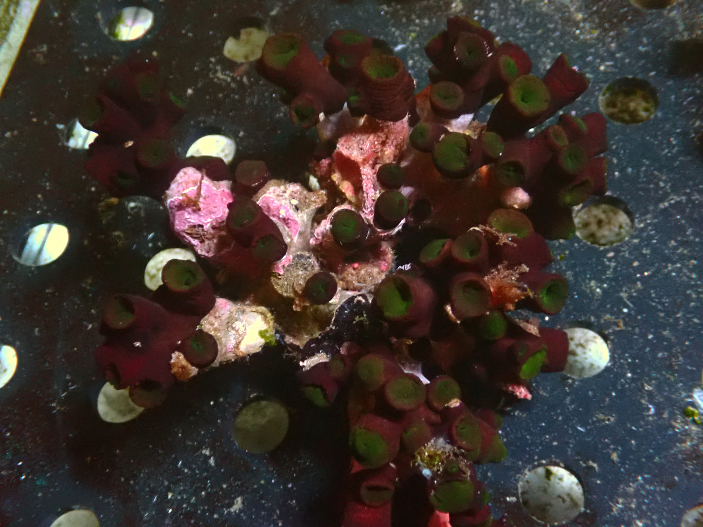 Tubastrea Black/Green | WYSIWYG