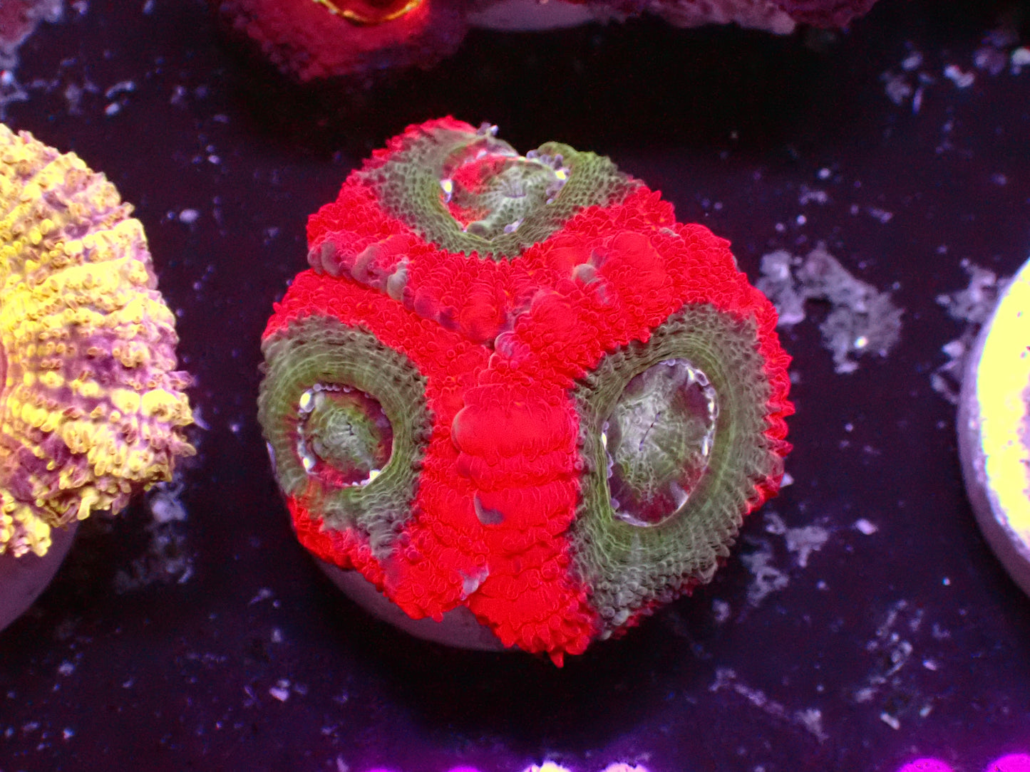 Ultra Red Asian Acan | WYSIWYG