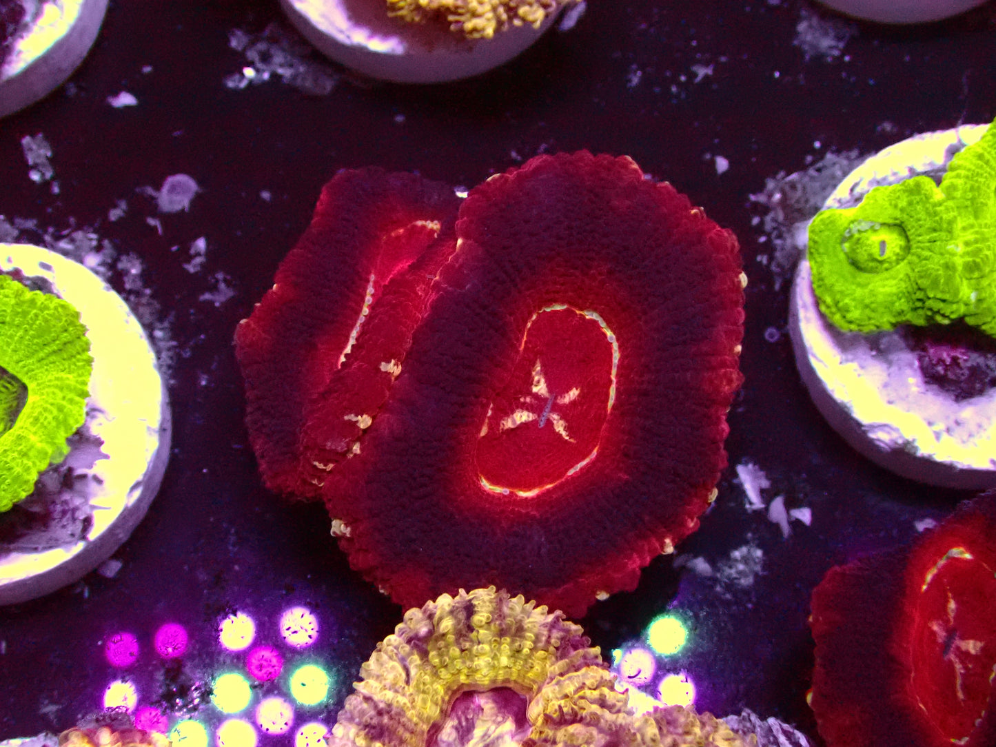 Dark Ufo Asian Acan | WYSIWYG