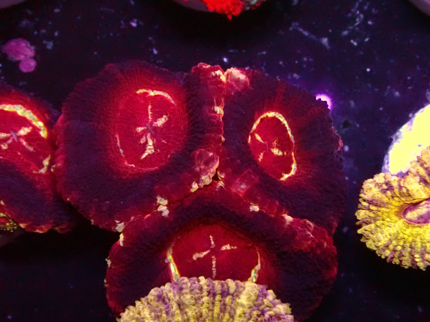 Dark Ufo Asian Acan | WYSIWYG
