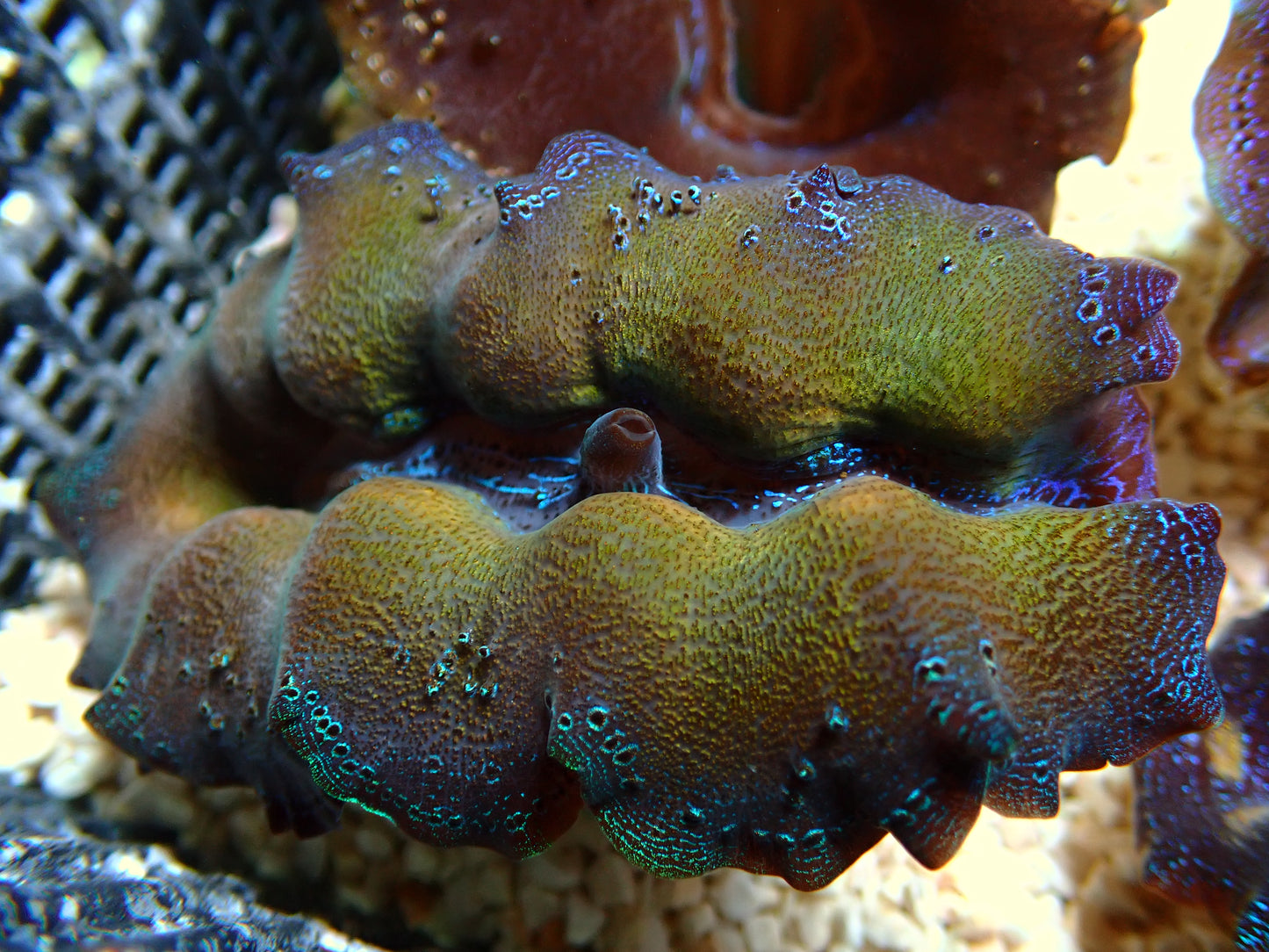 Tridacna Crocea "Yellow Master" | WYSIWYG