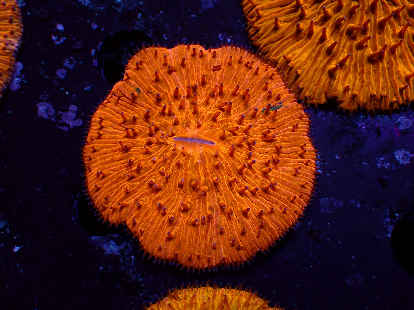 Ultra Orange Fungia | WYSIWYG