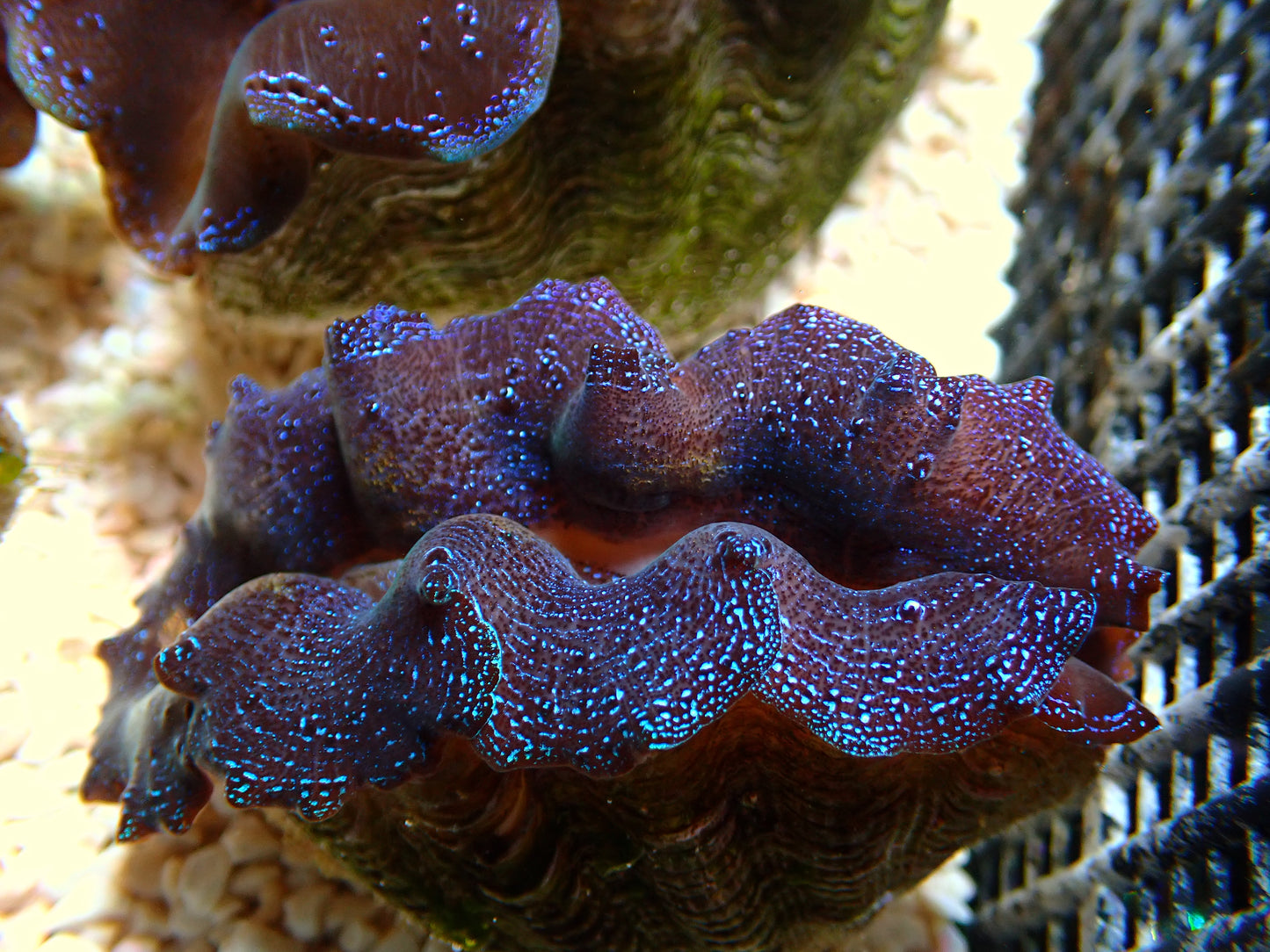 Tridacna Crocea "Blue Dream" | WYSIWYG