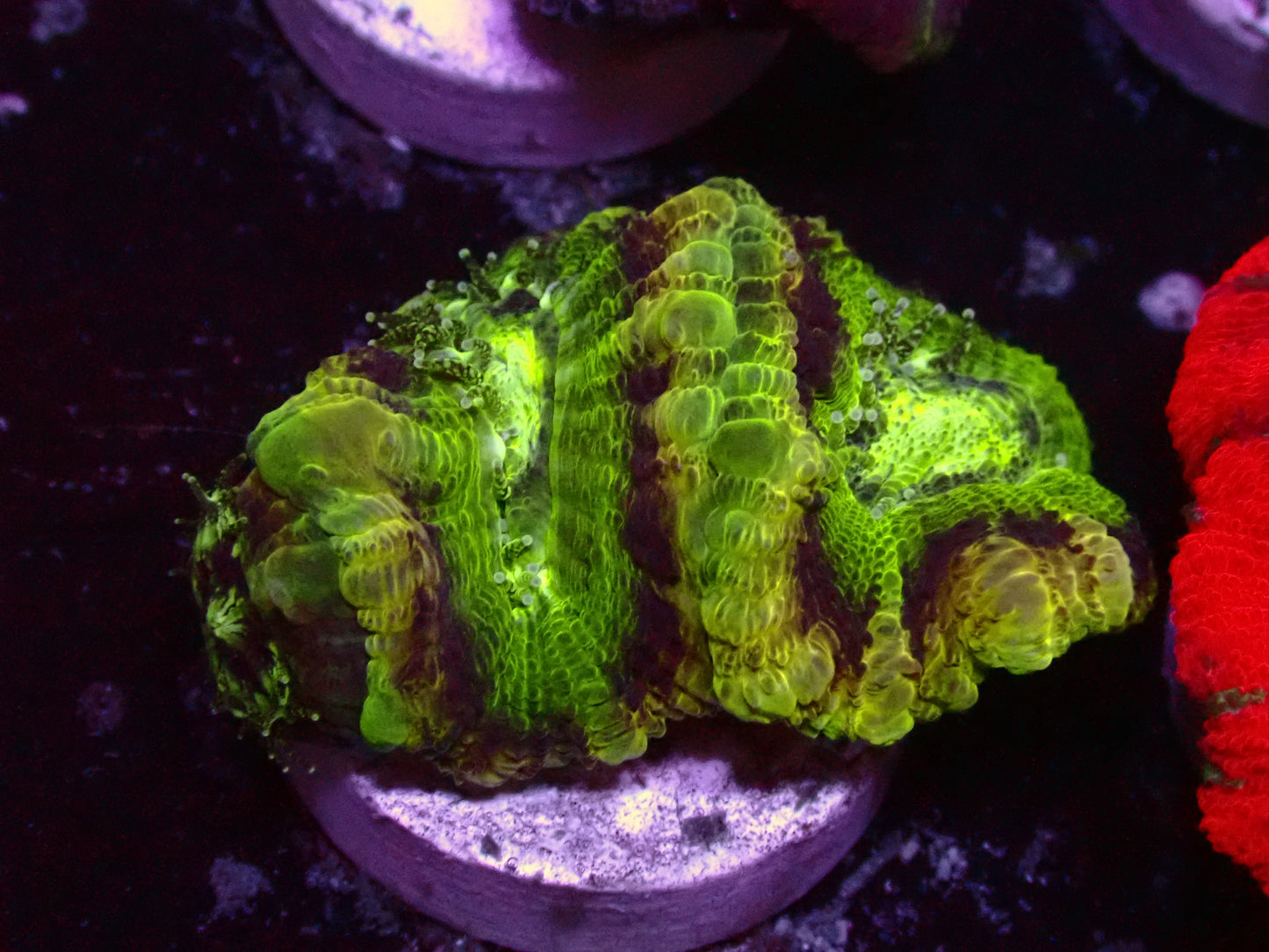 Crazy Green Asian Acan | WYSIWYG