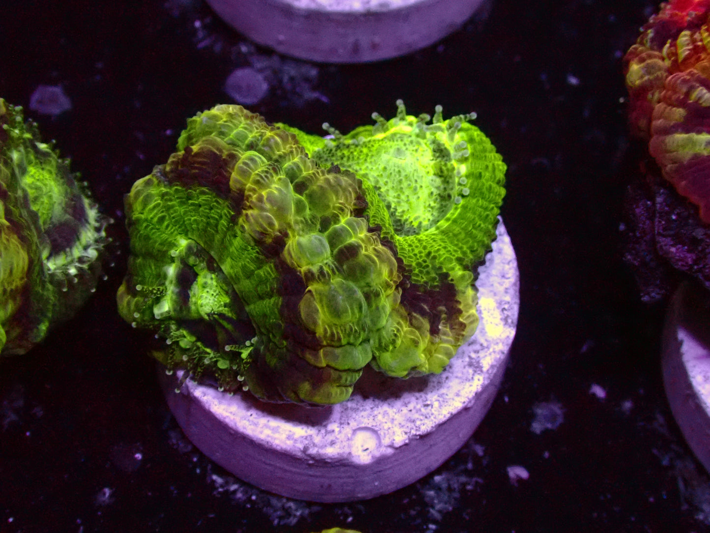 Crazy Green Asian Acan | WYSIWYG