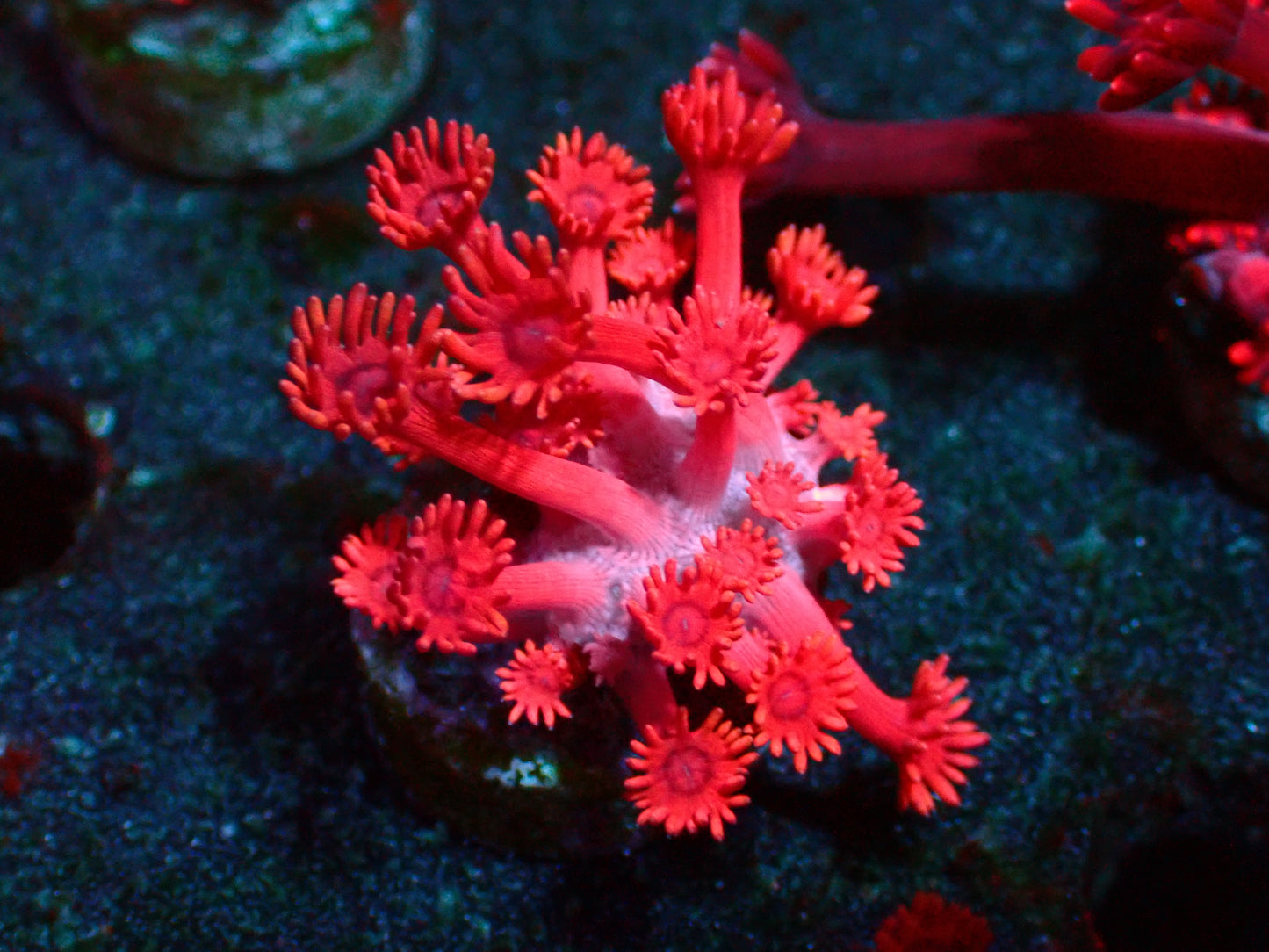 PR Red Grafted Goniopora | WYSIWYG
