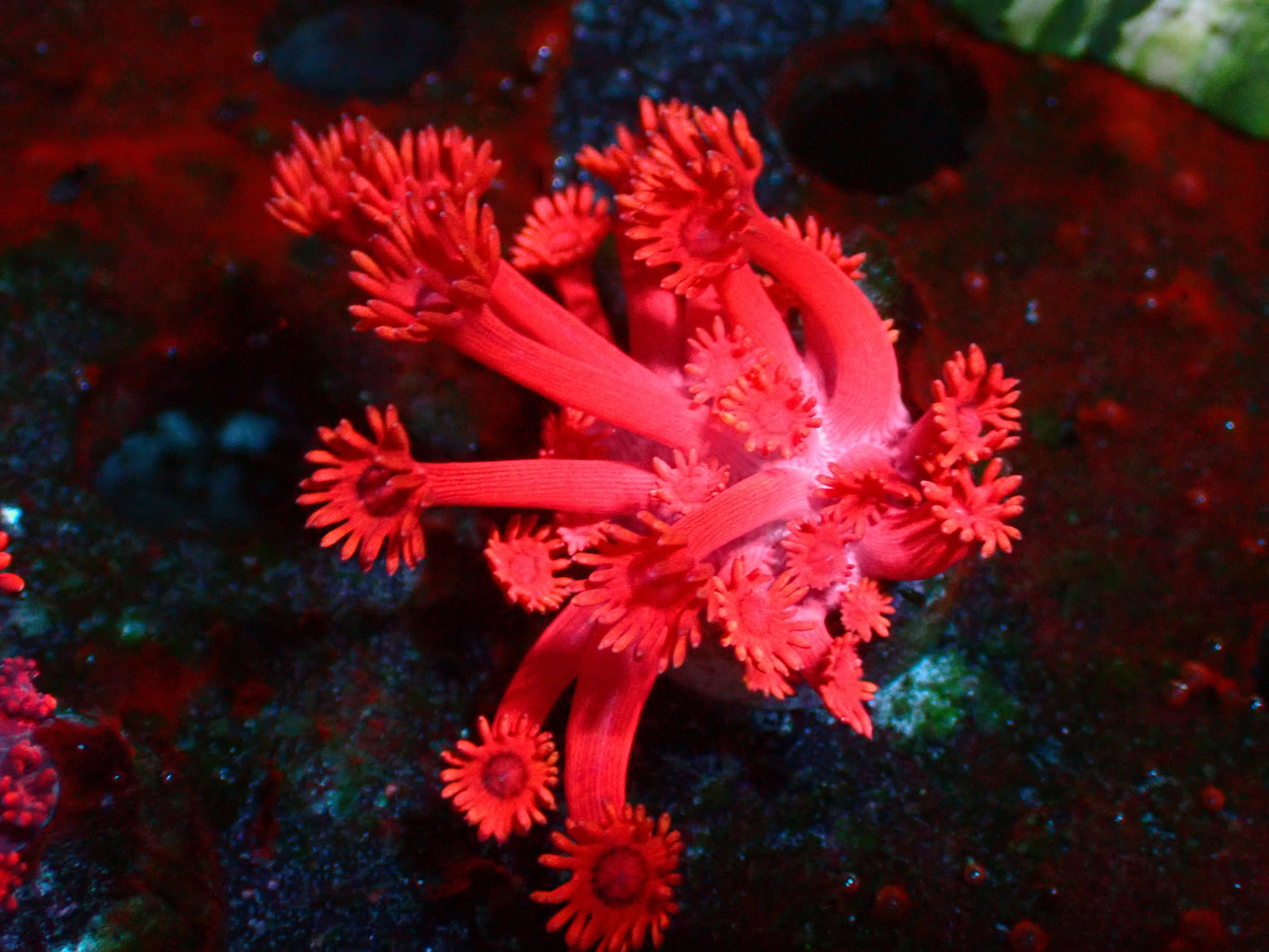 PR Red Grafted Goniopora | WYSIWYG