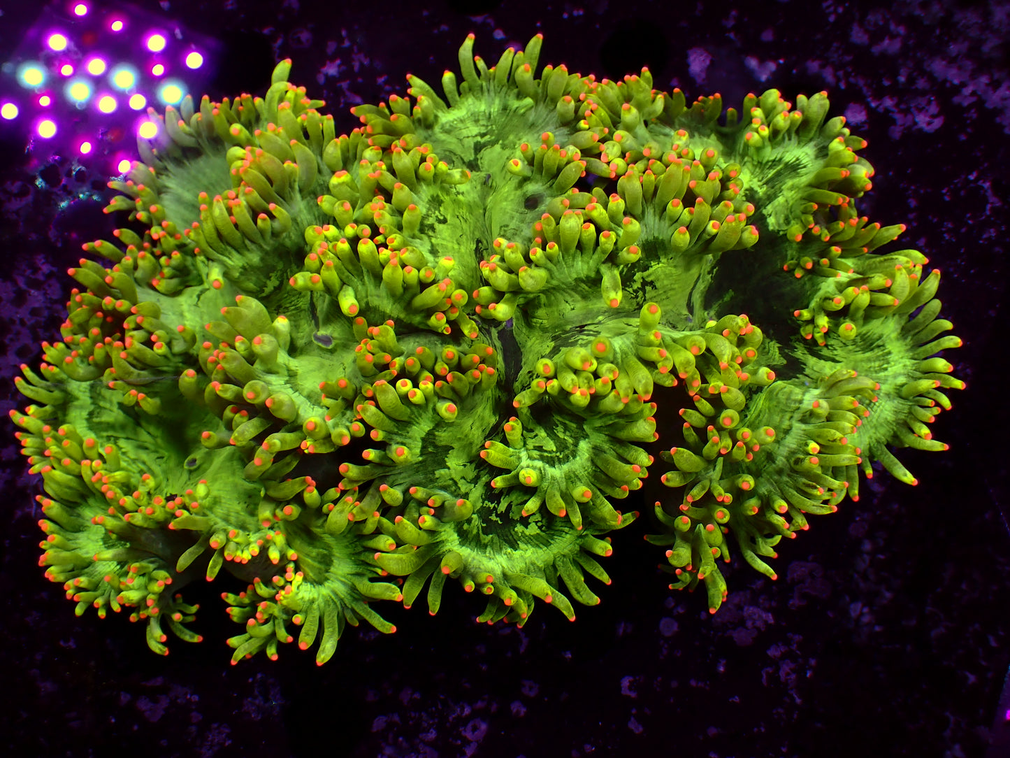 Ultra Bright Tip Catalaphyllia | WYSIWYG