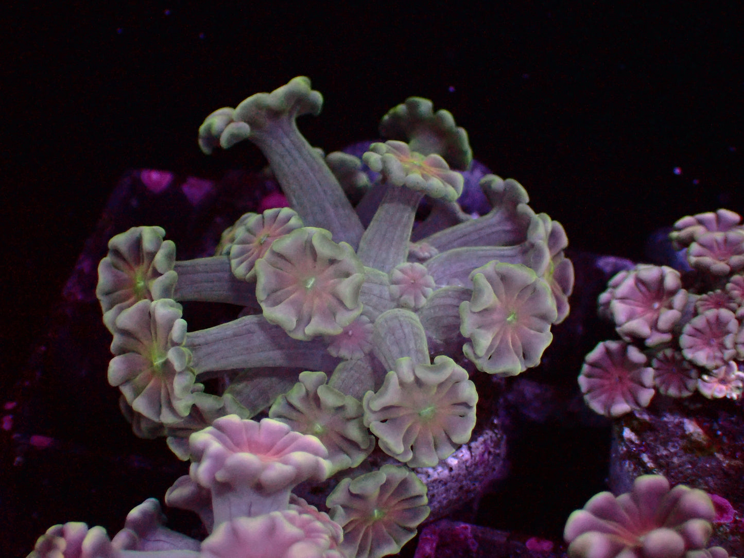 Special Center Alveopora | WYSIWYG