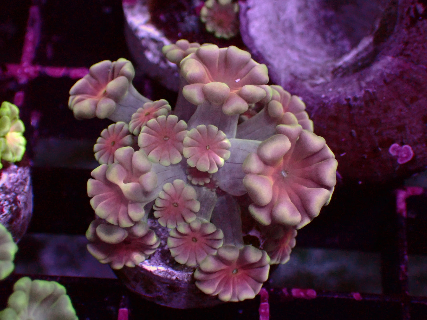 White/Red Center Alveopora | WYSIWYG