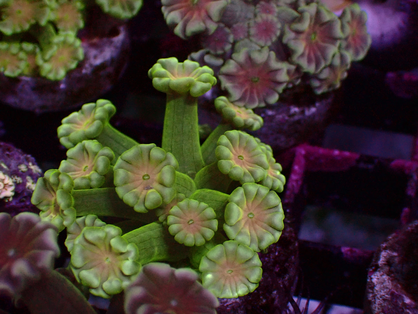 Green/Orange Center Alveopora | WYSIWYG