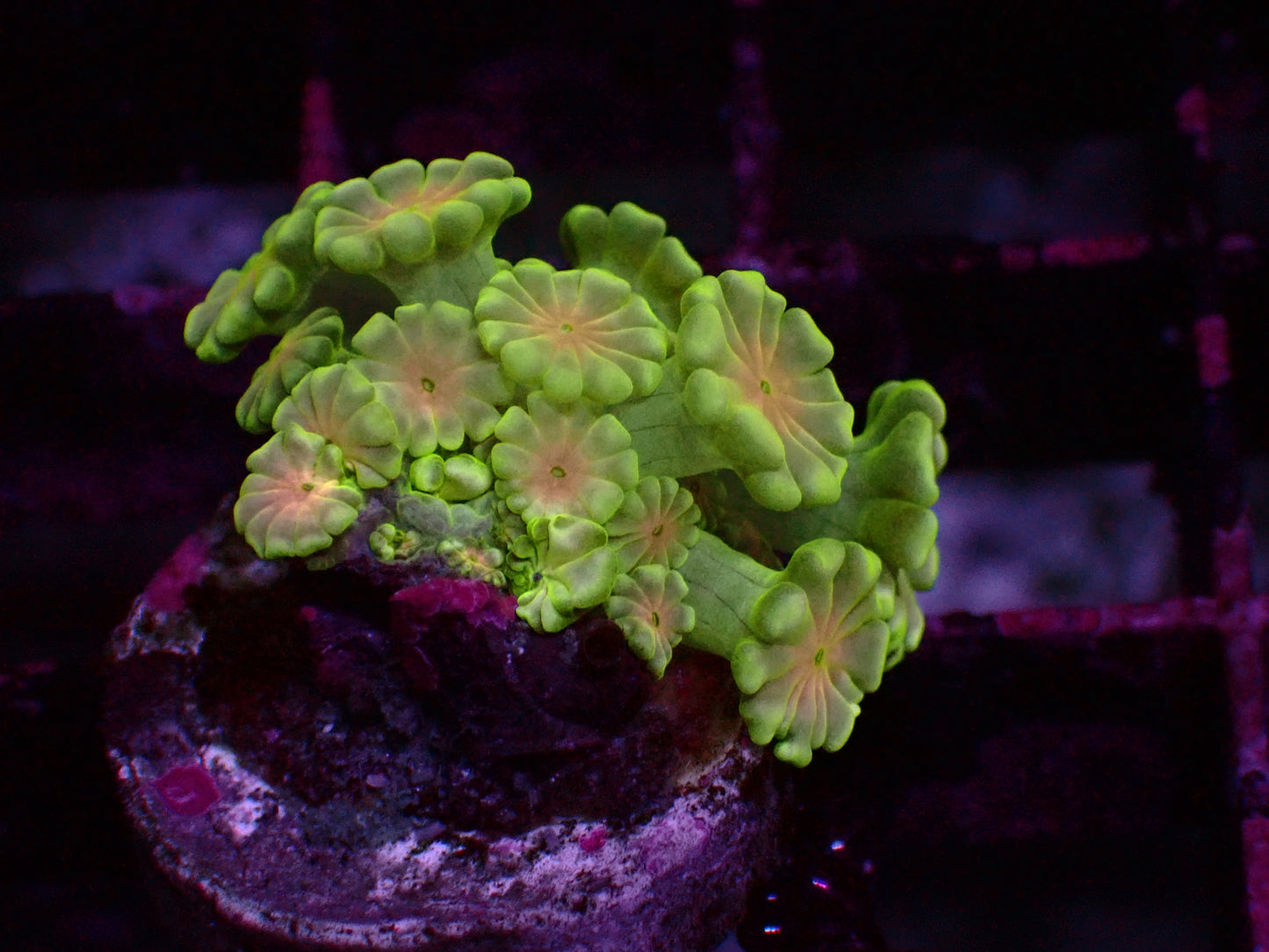 Green/Orange Center Alveopora | WYSIWYG