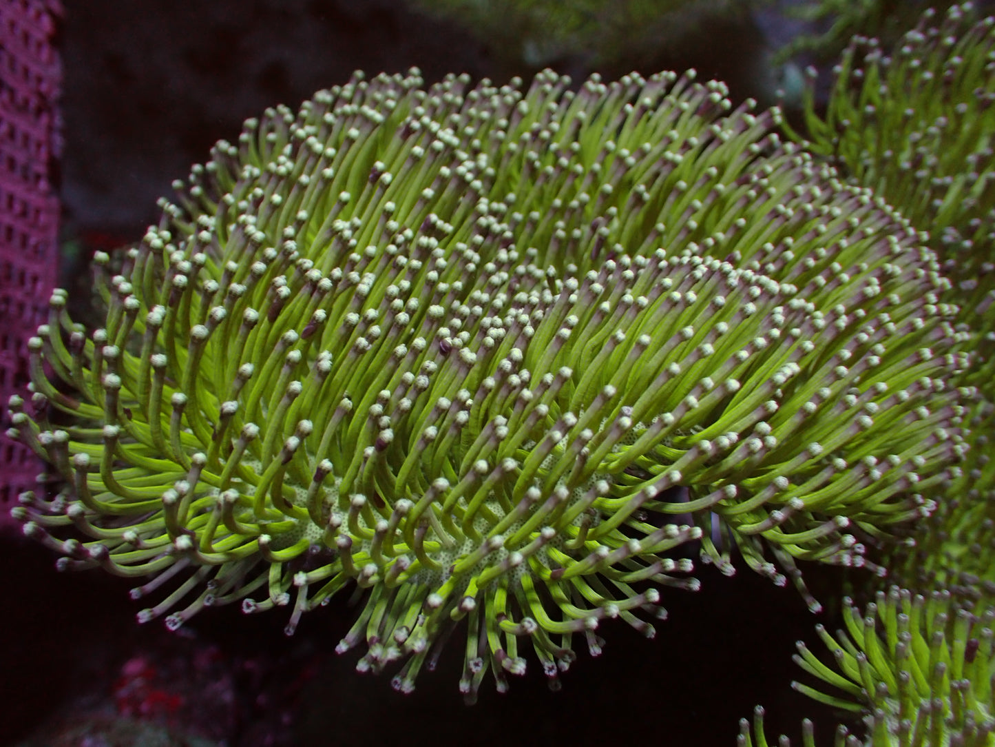 Green Tentacle/White Polyp Sarcophyton | Colony