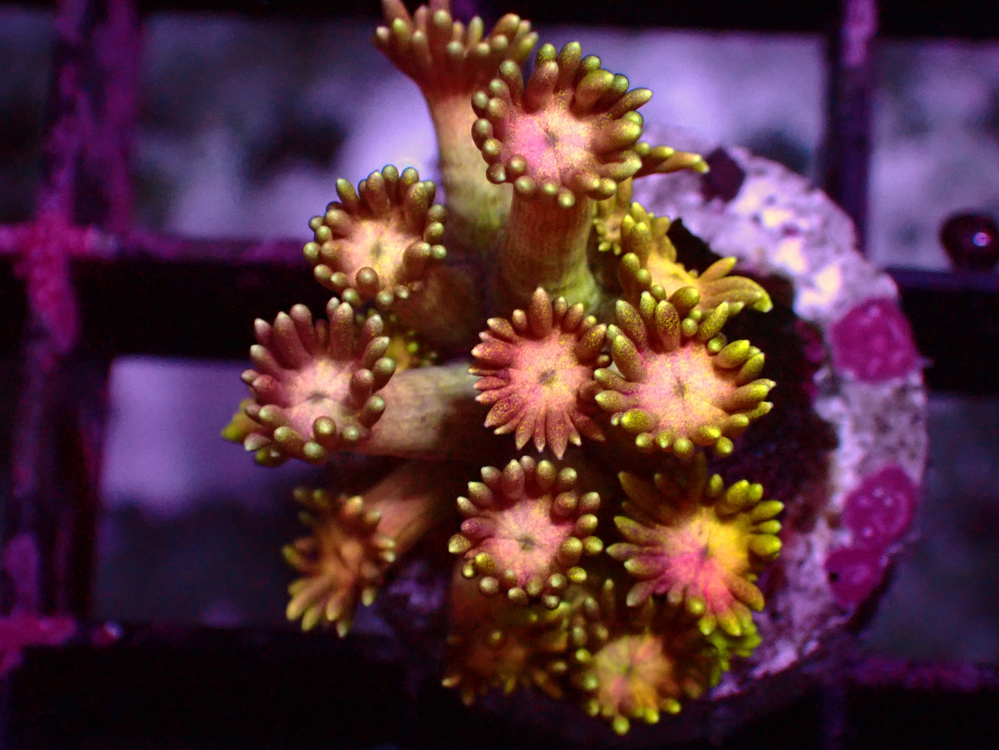 OG Rainbow Goniopora | WYSIWYG