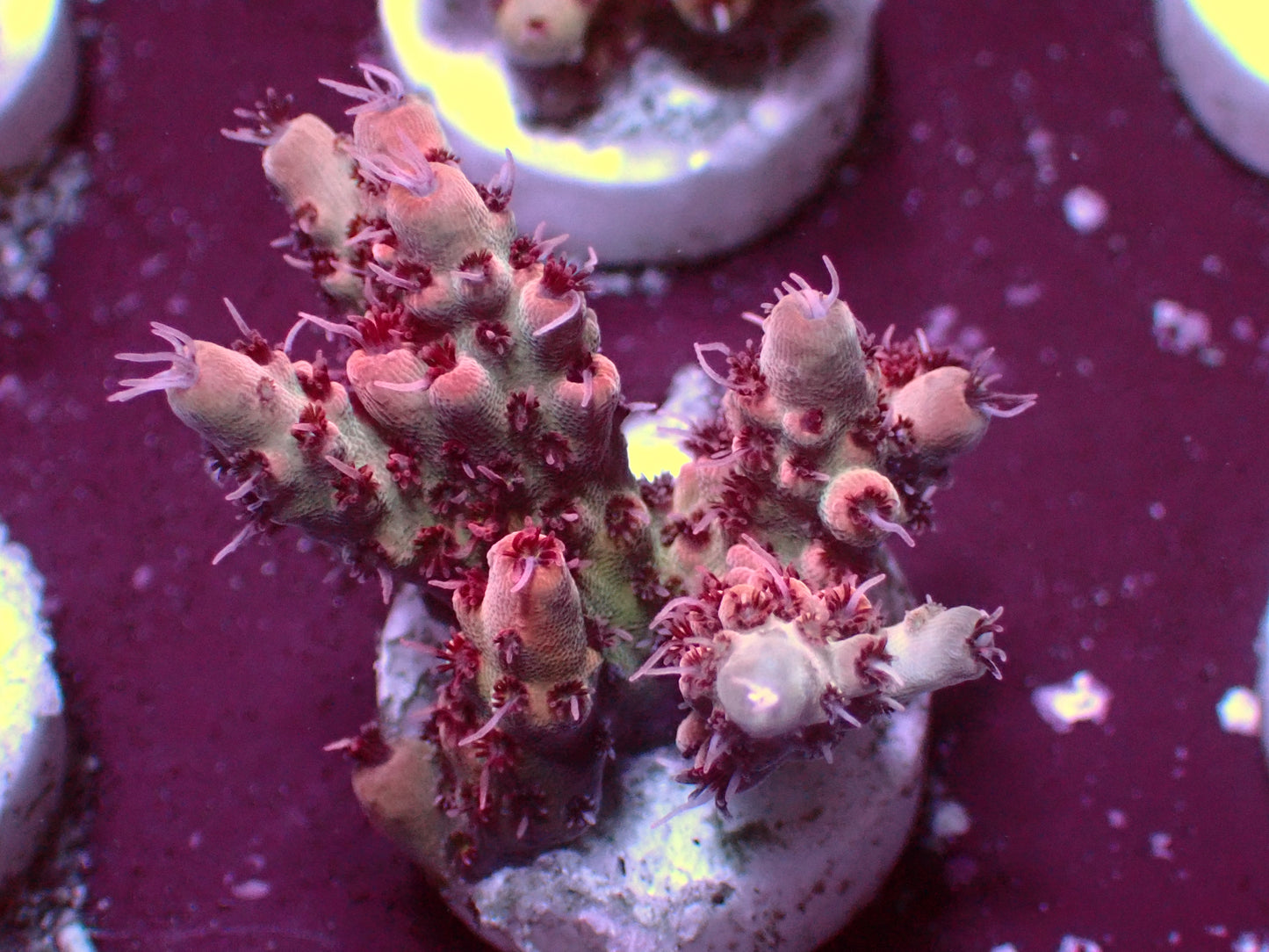 Acropora Bali Shortcake | WYSIWYG