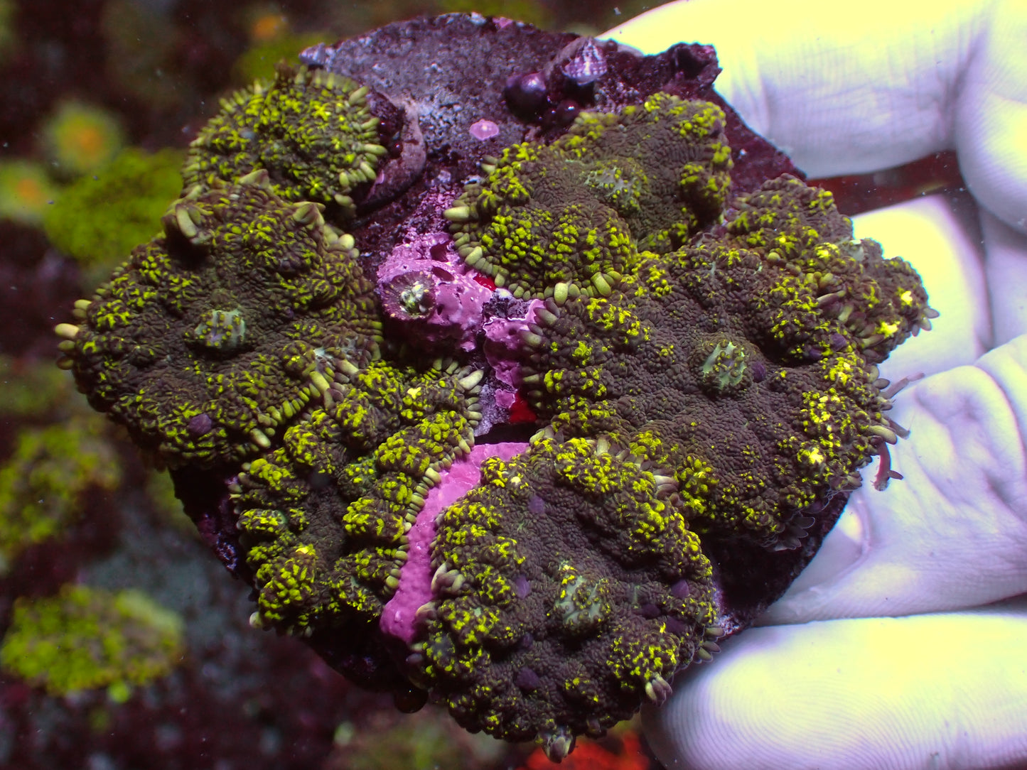 "Fake Bounce" Mushroom | Colony