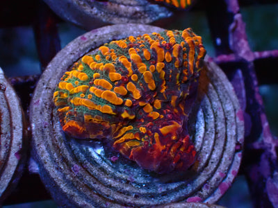 CC Cloudberry Chalice | WYSIWYG