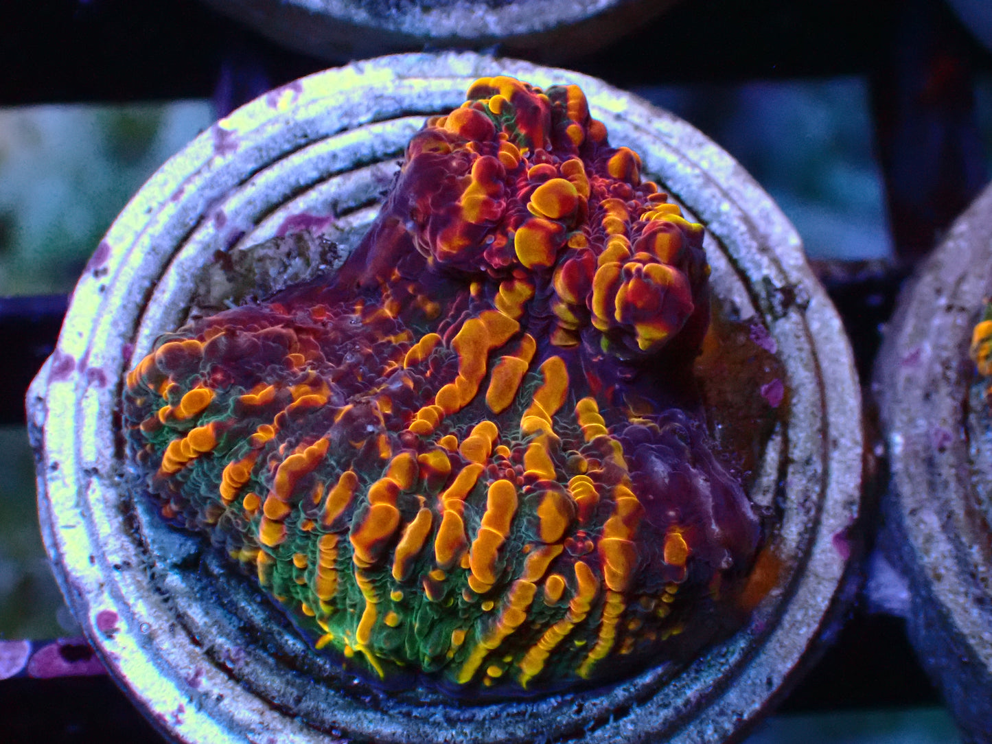 CC Cloudberry Chalice | WSIWYG