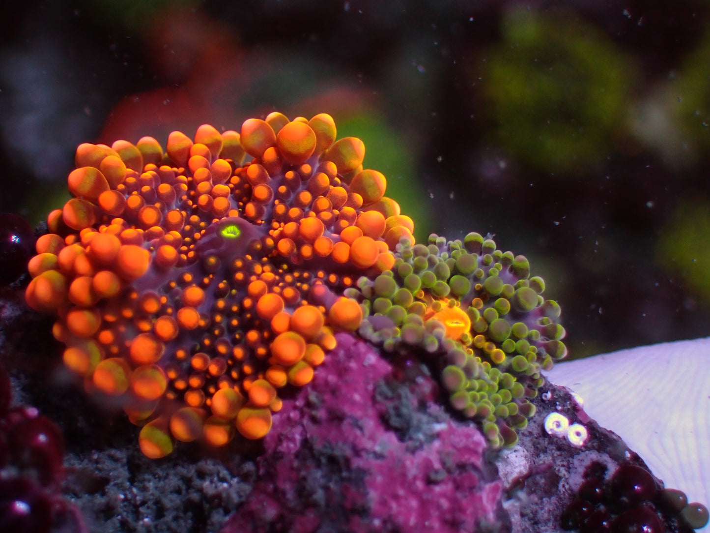 Ricordea Yuma "Ultra Mix" | WYSIWYG