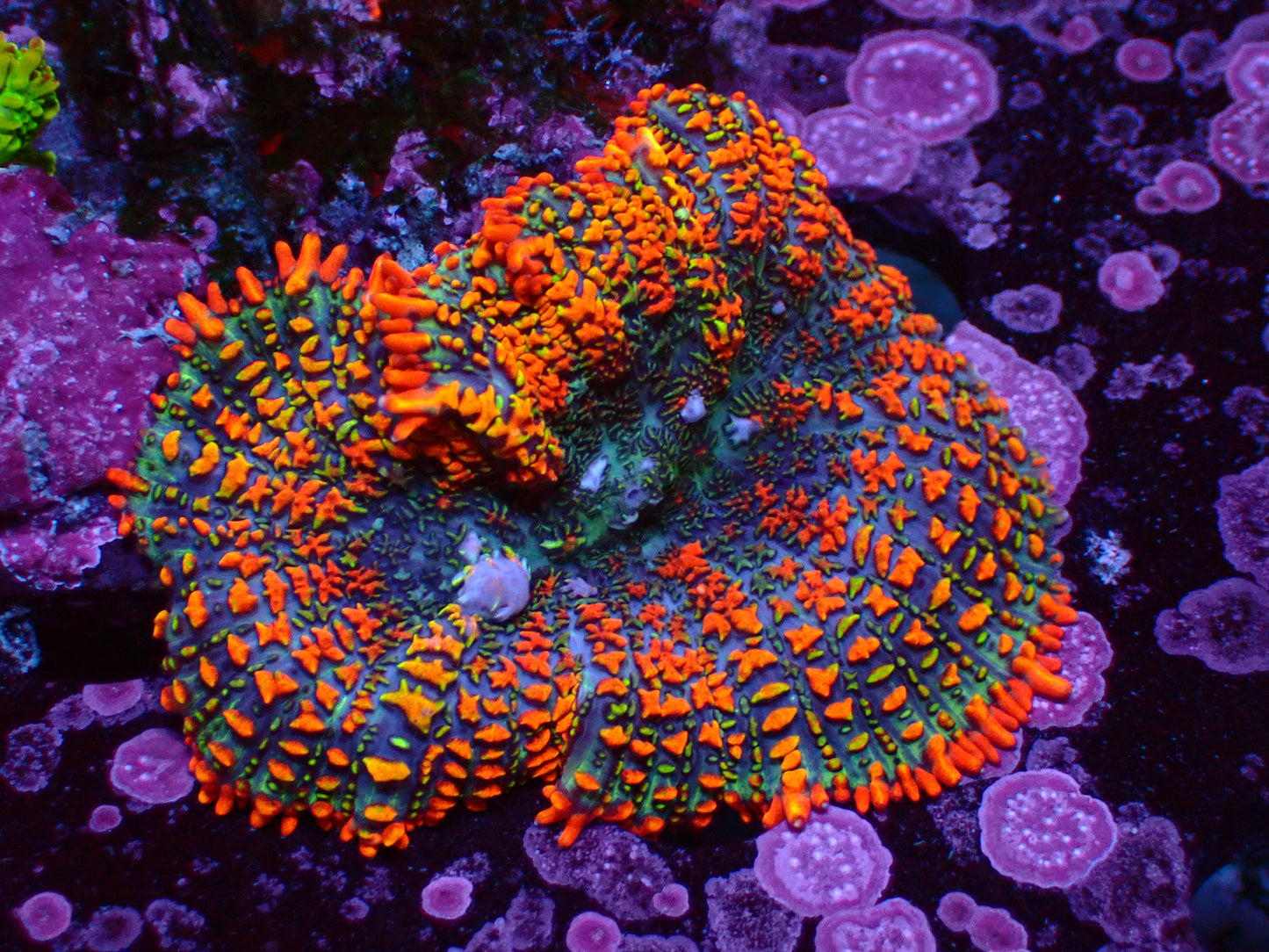 PR Maui Wowi Mushroom | WYSIWYG