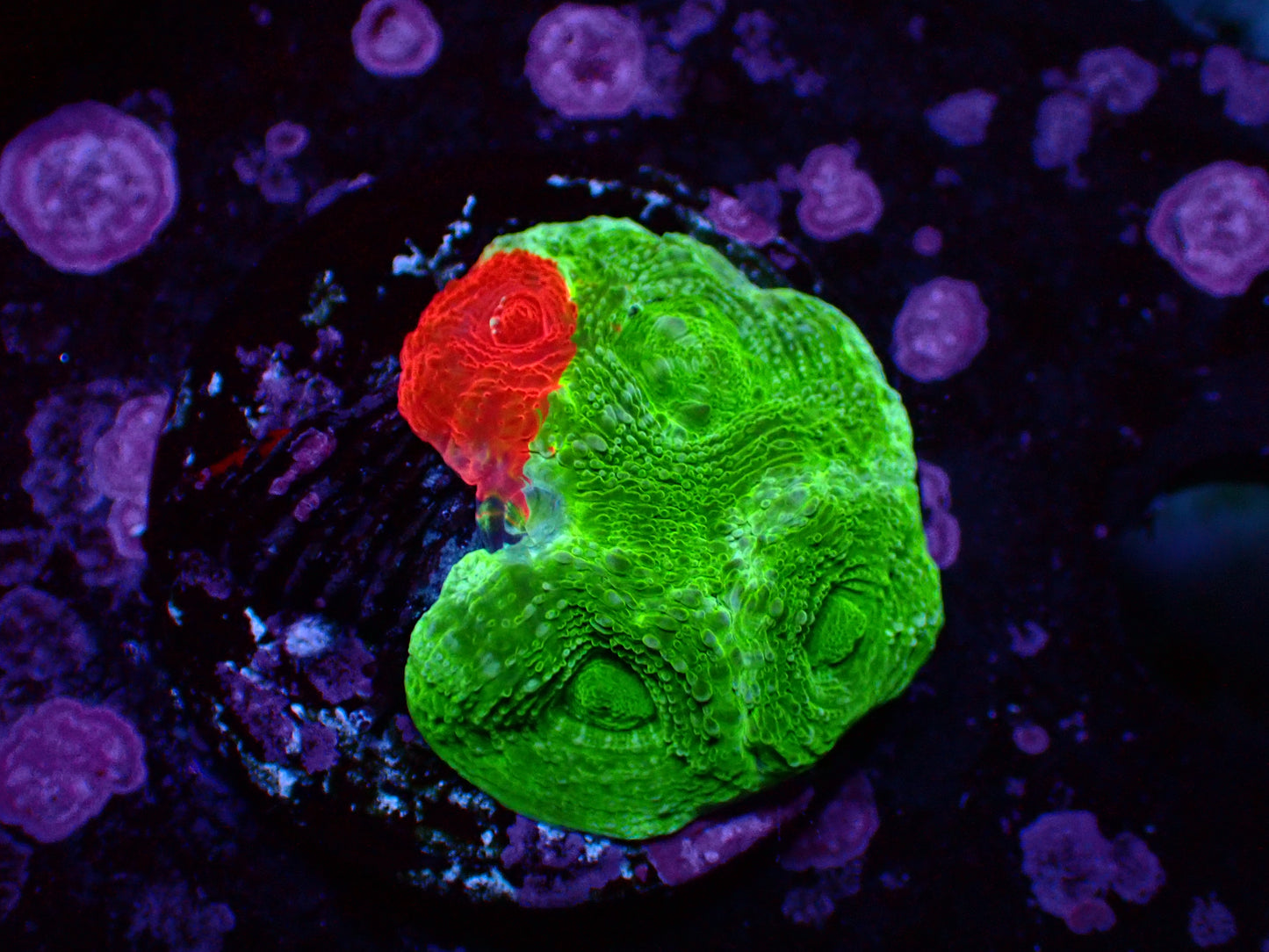 Bleeding Apple Bowerbanki | WYSIWYG